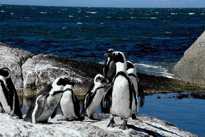 Cape of Good Hope, Cape Point & Penguins Private Customizable Afternoon Tour - Booking Information