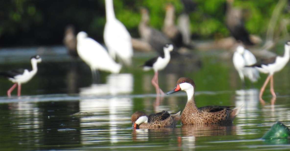 Cartagena, Colombia: Sail in the Mangrove in a Typical Canoe - Highlights