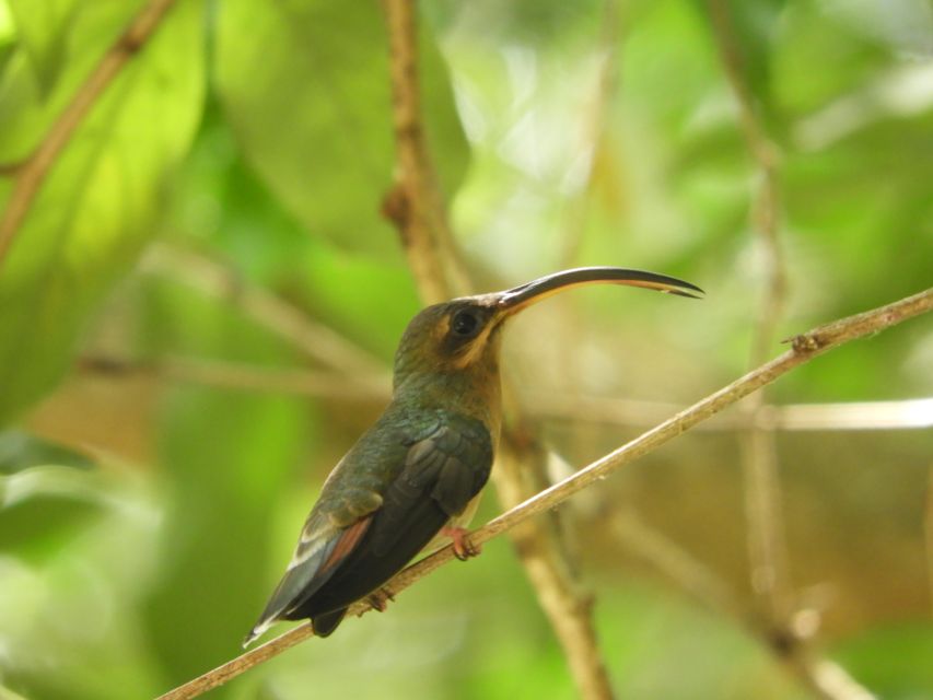 Cartagena: Private Bird-Watching Tour With Breakfast - Reserve & Payment Options