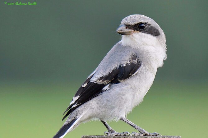 Central Florida Half-Day Private Birding Tour - 2 Person Max - Additional Information