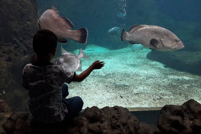 Chania Childrens Day CretAquarium Dinosauria and Labyrinth Park - Labyrinth Park Excursion for Youngsters