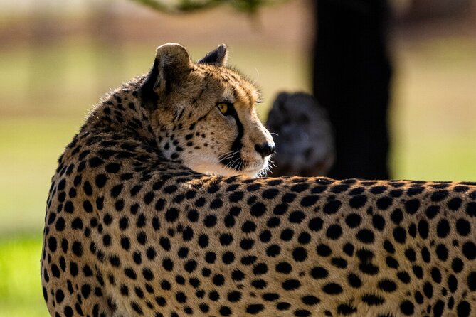 Cheetah Encounter at Werribee Open Range Zoo - Excl. Entry - Last Words