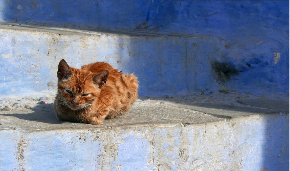 Chefchaouen : Full Day Trip to Chefchaouen From Fez - Drivers Language Abilities