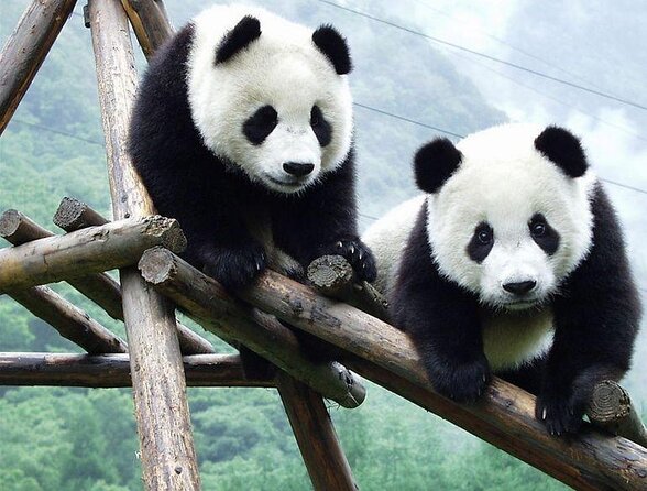 Chengdu Panda Base Half Day Tour - Directions and Logistics