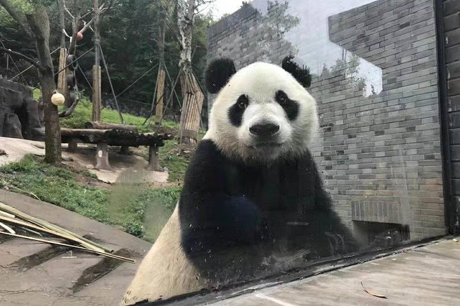 Chengdu Panda Research Center Half Day Trip - Tour Operator Details