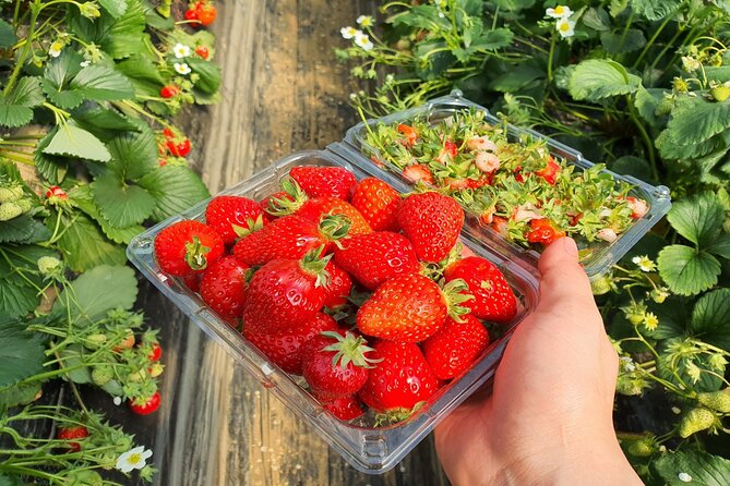 Cheongyang Alps Village and Strawberry Picking Tour in Seoul - Booking Information