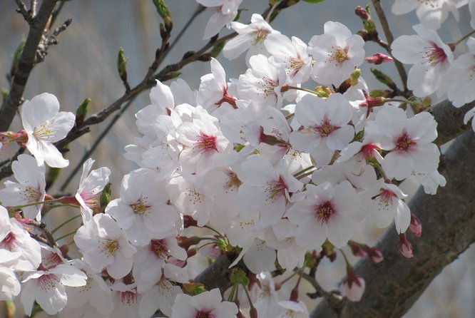 Cherry Blossom Highlights, Asakusa, Ueno & Meiji Shrine - Meiji Shrine Majesty