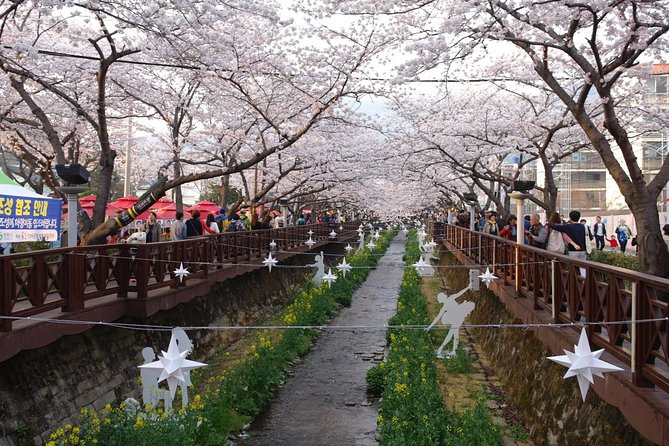 Cherry Blossom Tour in Busan and Jinhae From Busan - Accommodation Information