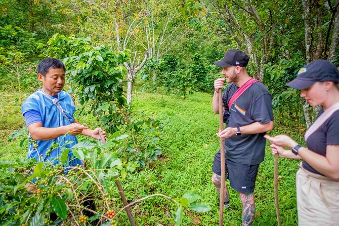 Chiang Mai Coffee Tour: Trekking to Farm, Roast and Brew Workshop - Customer Reviews and Special Offer