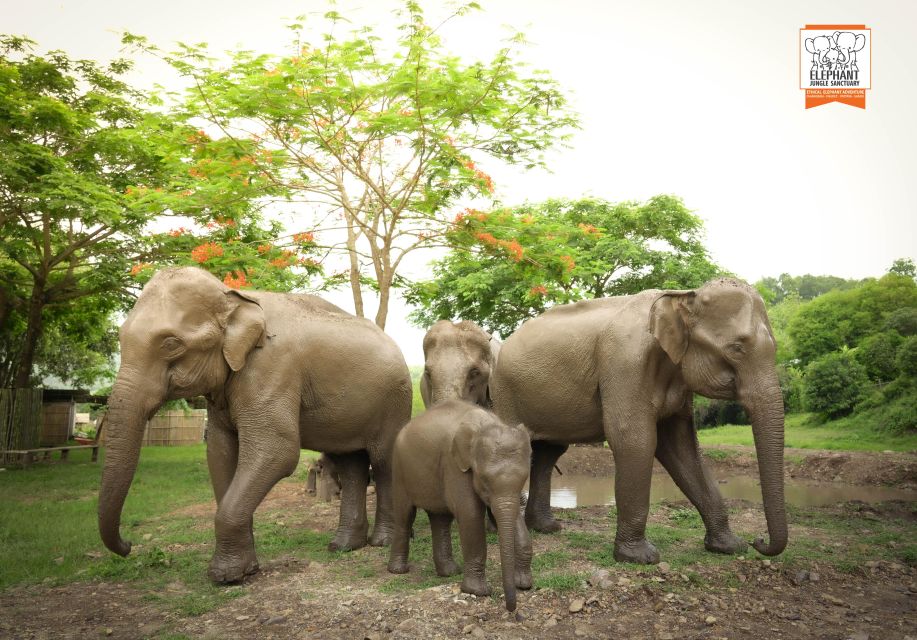 Chiang Mai: Elephant Jungle Sanctuary With Lunch & Transfer - Guest Reviews