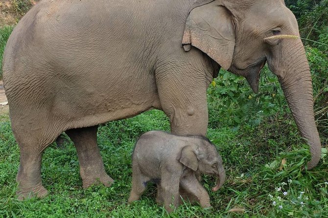 Chiang Mai Elephant Sanctuary Visit - Sanctuary Visit Details