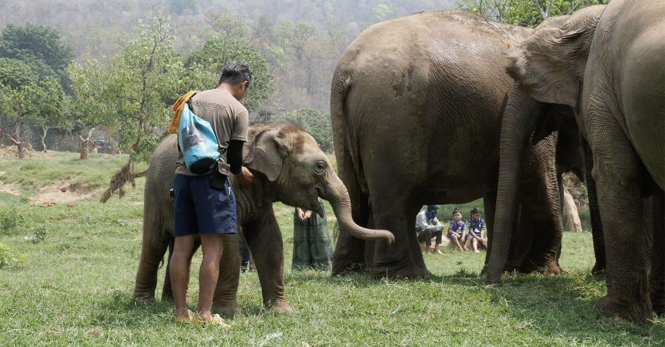 Chiang Mai: New Elephant Home Elephant Care Program - Customer Reviews