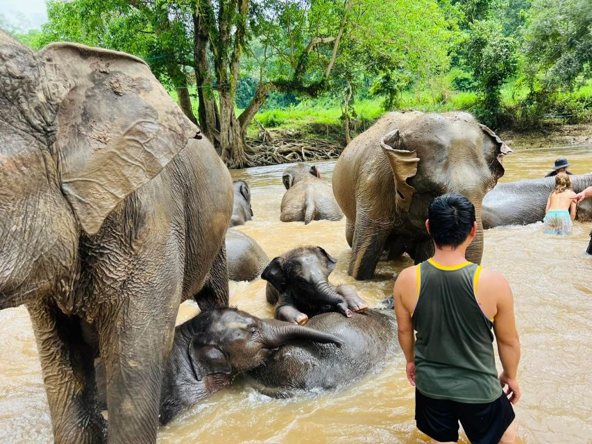 Chiang Mai: New Elephant Home Walking With Giants Tour - Feedback and Assistance