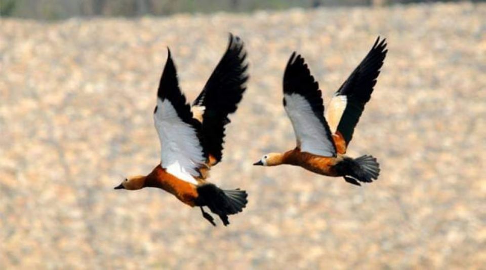 Chitwan National Park Untouched Side Bird Watching From Madi - Location and Access Information