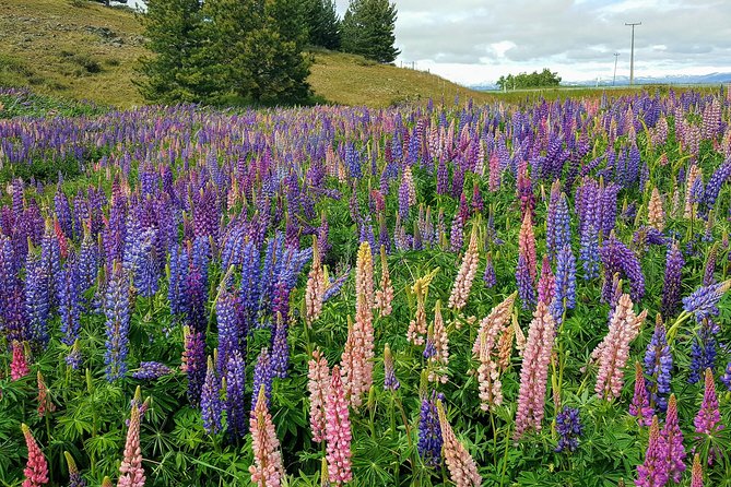 Christchurch to Queenstown via Mount Cook & Tekapo (Private Tour) - Pickup Details