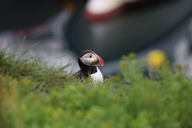 Classic Puffin Watching Cruise From Down Town Reykjavík - Customer Support