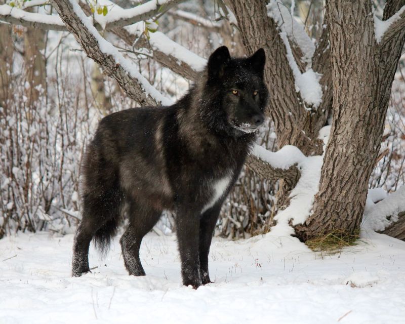 Cochrane: Yamnuska Wolfdog Sanctuary Tour - Tour Duration