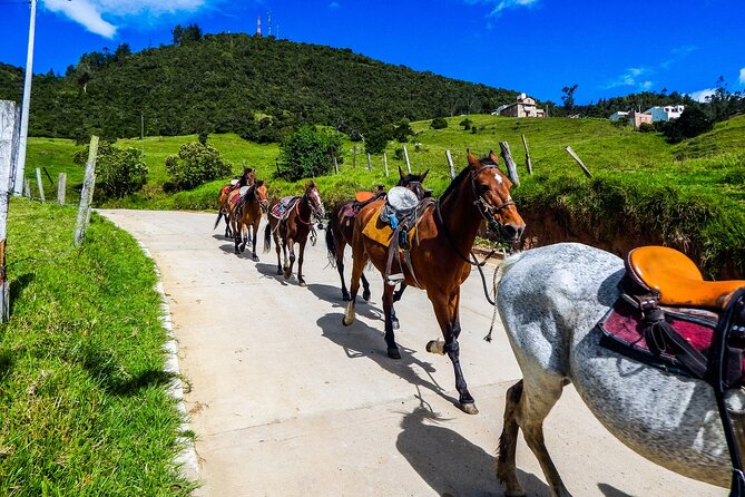 Cocora Valley and Salento Horseback Riding Day Tour - Pickup and Lunch Options