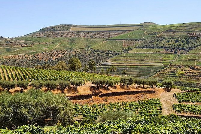 Complete Douro Valley Wine Tour With Lunch, Wine Tastings and River Cruise - Host Response and Recommendations