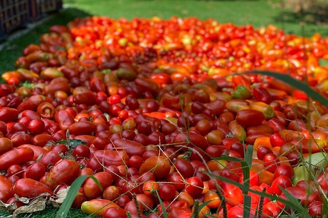 Cook and Eat in the Citrus Grove in Sorrento - Booking Process