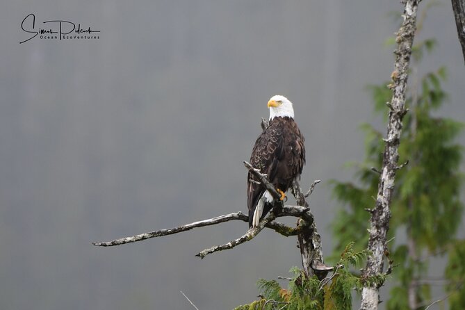 Cowichan Bay Half Day Whale & Wildlife Adventure - Directions