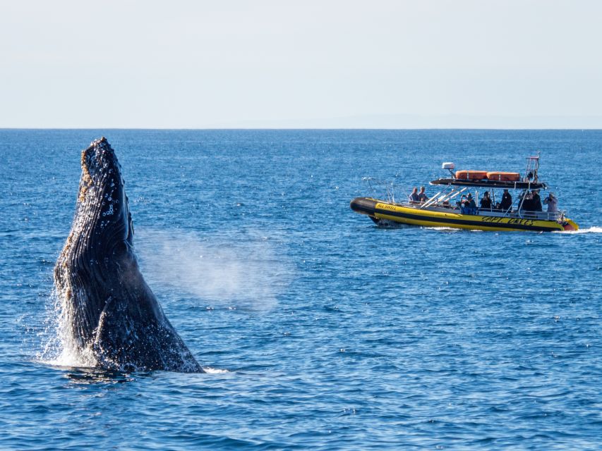 Dana Point Fast & Fun Zodiac-Style Dolphin & Whale Watching - Important Information & Recommendations