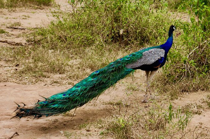 Day Excursion at Udawalawe National Park From Galle - Traveler Reviews and Ratings