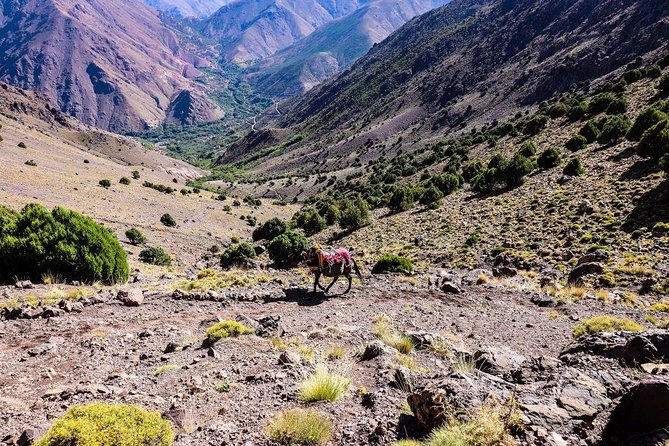 Day Out With a Berber to High Atlas Mountains - Additional Information and Pricing