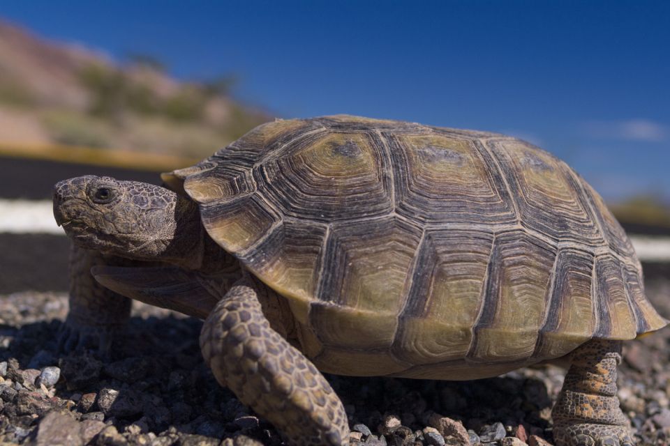 Death Valley: National Park Self-Guided Driving Tour - Booking Options