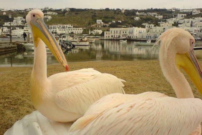 Delos, the Island of Apollo, & the Old Town of Mykonos - Mykonos Towns Unique Charm