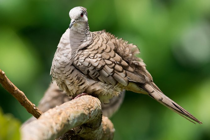 Deluxe Private Bird Watching Tour Manuel Antonio - Last Words