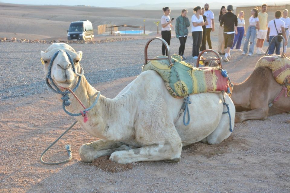 Diner in Agafay Desert With Camel Ride ,Magical Show - Customer Reviews and Feedback