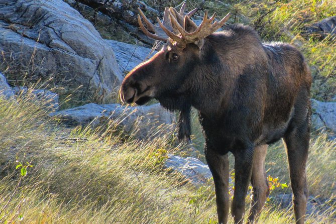 Discover Jasper and Its Wildlife - Traveler Experiences and Testimonials