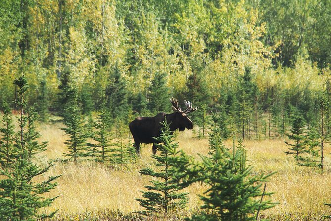 Discover Whitehorse With Northern Lights and Yukon Wildlife Tour - Booking Details