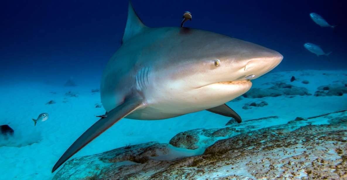 Diving Trip With Bull Sharks in Playa Del Carmen - Directions