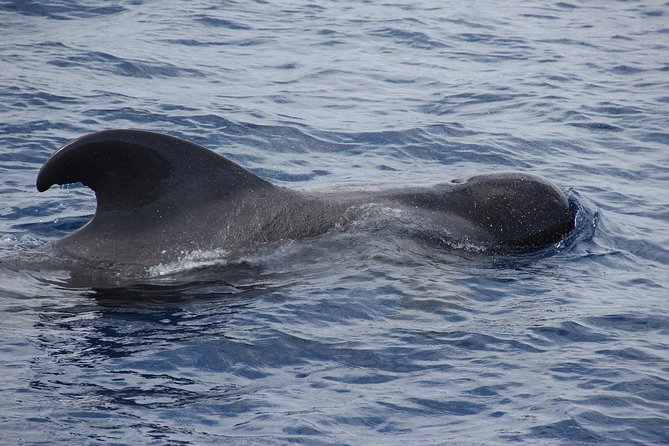 Dolphin and Whale Watching Catamaran Cruise From Funchal - Weather Contingency and Minimum Requirement