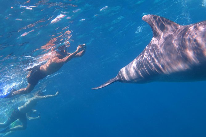 Dolphin Snorkeling Tour From Hurghada, Makadi or El Gouna - Service Concerns