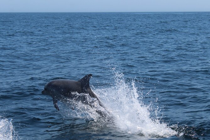 Dolphin Watching Along the Algarve Coast - Traveler Reviews and Ratings