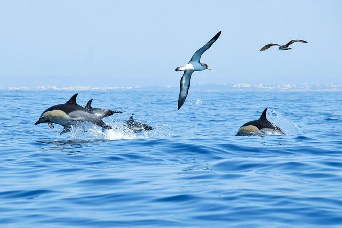 Dolphin Watching and Cave Boat Cruise From Albufeira - Common questions