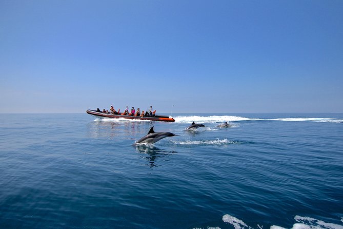 Dolphin Watching and Cave Tour From Vilamoura - Booking Logistics and Cancellation Policy