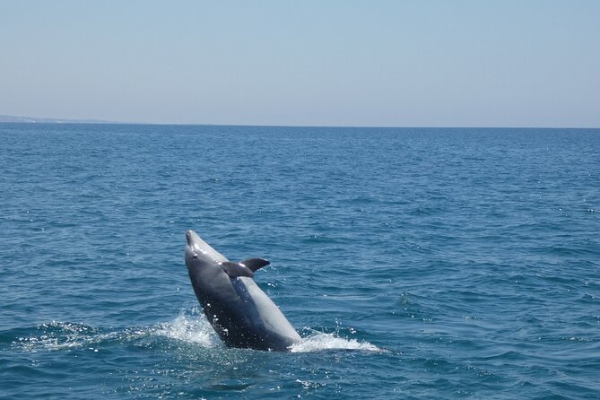 Dolphin Watching and Tour in the Arrábida Natural Park - Tour Inclusions