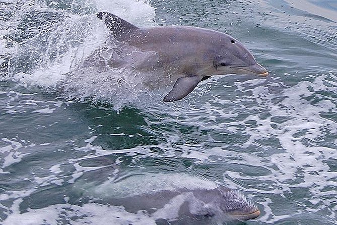 Dolphin Watching Around Cape May - Pricing Information