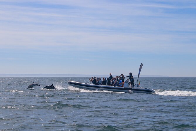 Dolphin Watching in Lisbon - Cancellation Policy