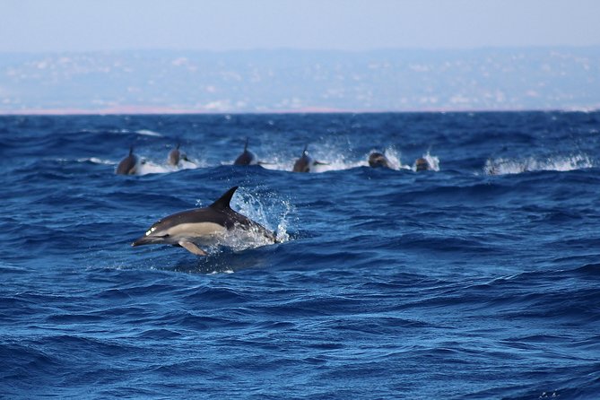 Dolphin-Watching in Marina De Lagos - Additional Information