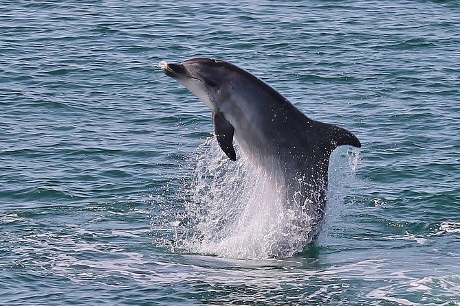 Dolphin Watching Tour by Catamaran From Lisbon - Customer Feedback