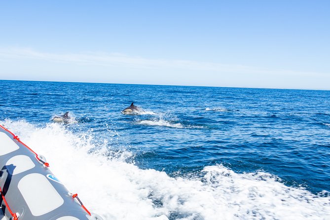 Dolphins and Caves Albufeira Marina Private Tour. - Support and Inquiries