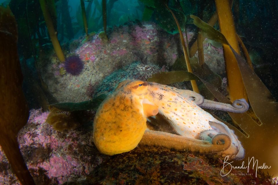 Double Scuba Dive on a Marine Reserve - Language and Assistance