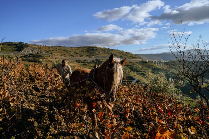 DOURO VALLEY in 8 Pax Groups W/ 2 Wineries, Lunch and 1h Cruise - Cultural Experience