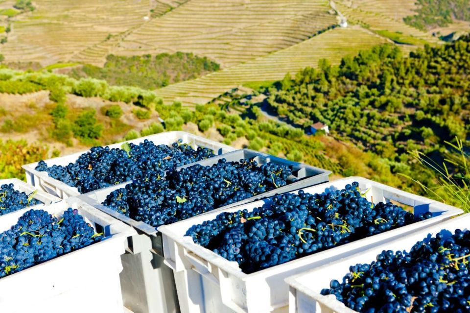 Douro Valley Semi-Private Tour With Two Wineries and Lunch - Common questions