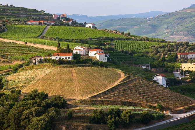 Douro Valley Tour: Wine Tasting, Cruise and Lunch From Porto - Tour Highlights